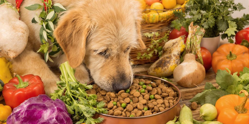 Senior dog eating wholesome, natural food with vegetables.