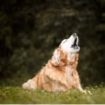 dogbarking