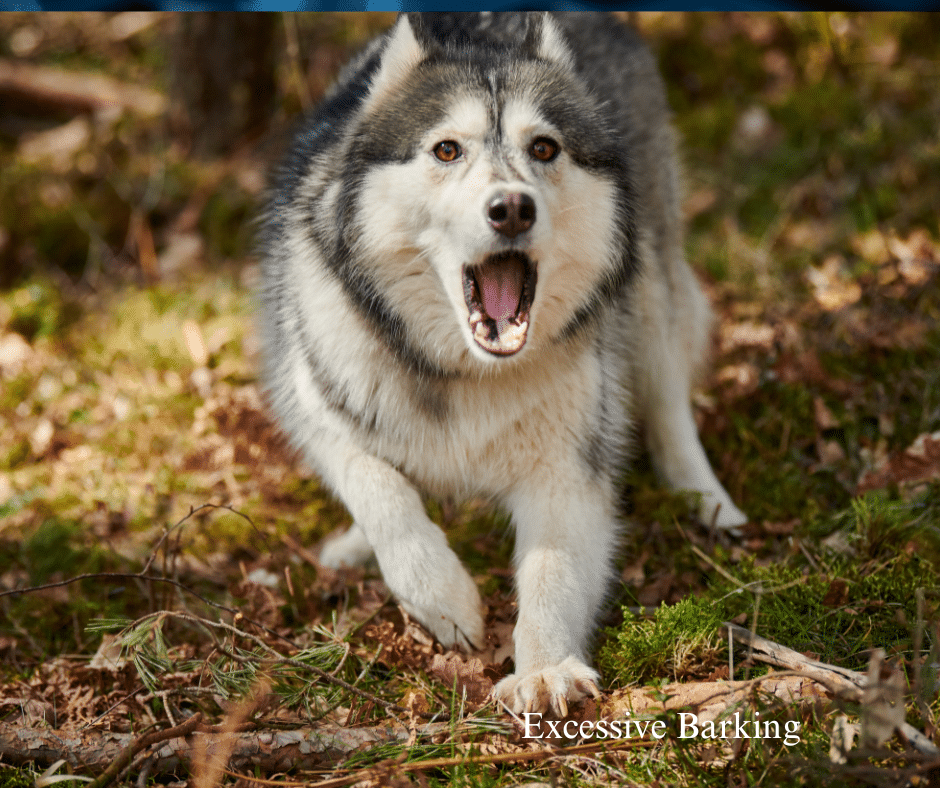 dogbarking4 1