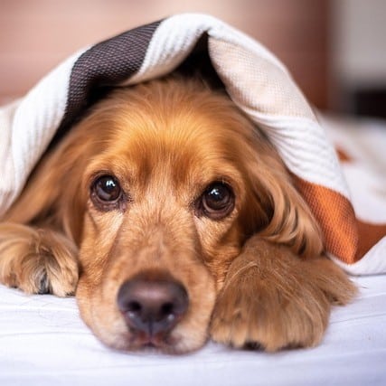 english cocker spaniel square 1