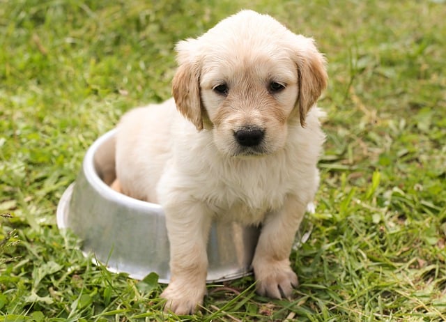 puppysittinginfooddish 1